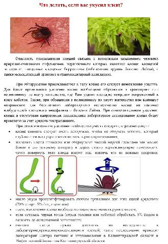 Что нужно знать если Вас укусил клещ?