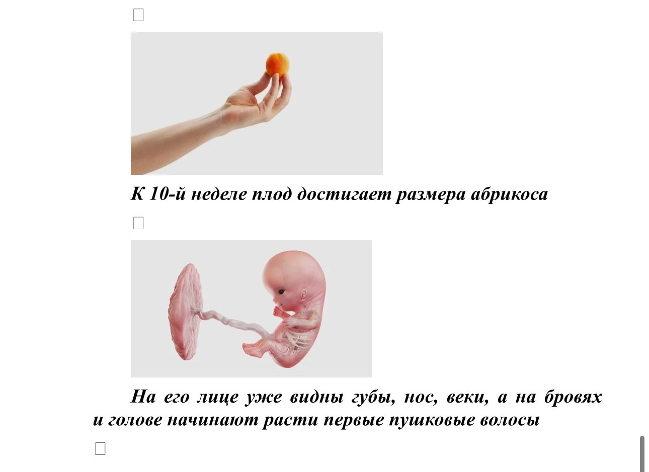 Размер плода_3.jpg