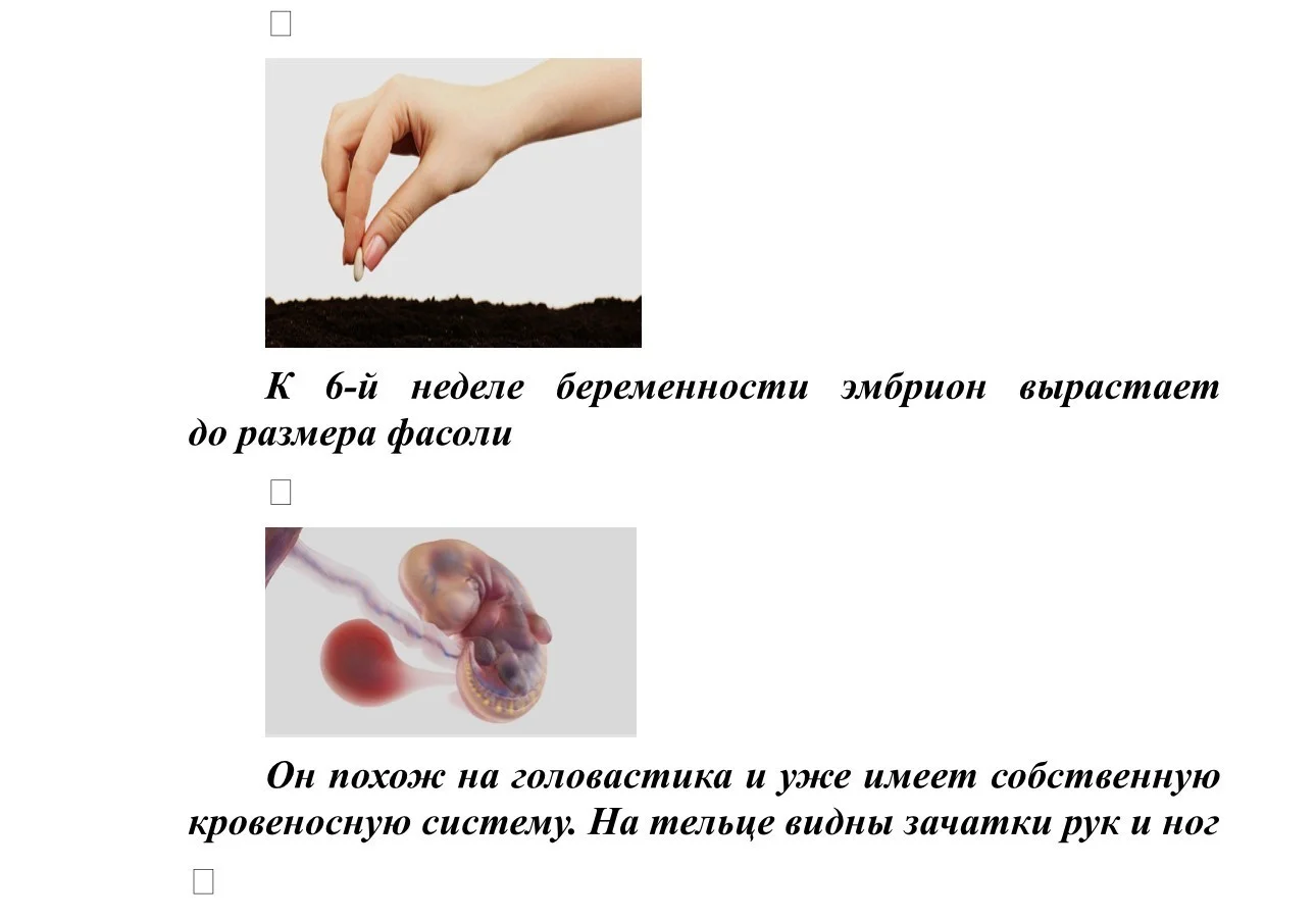 Размер плода_1.jpg