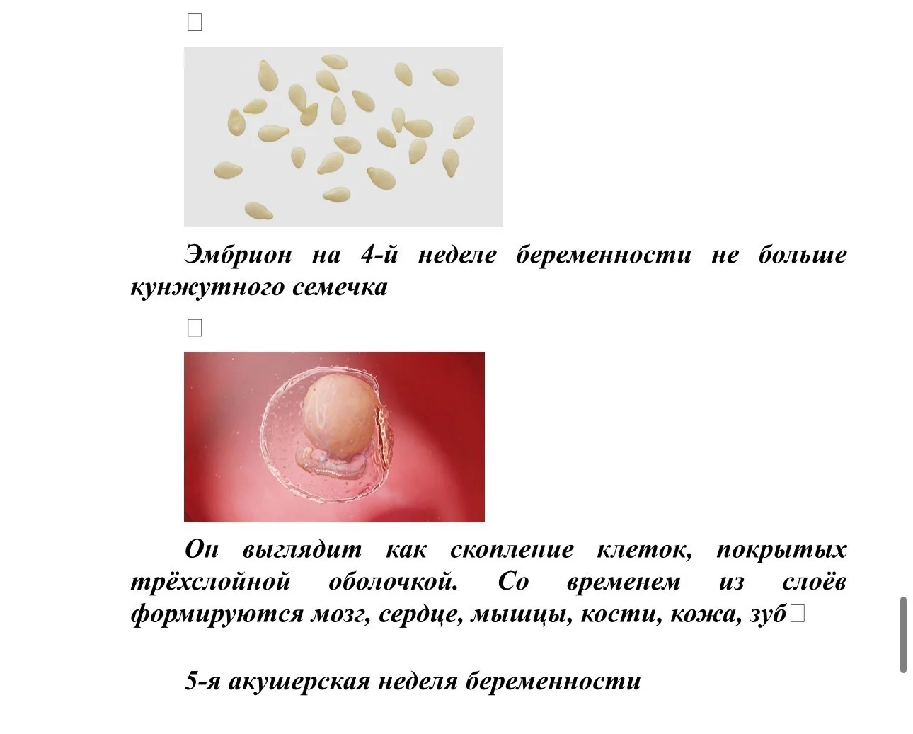 Размер плода.jpg